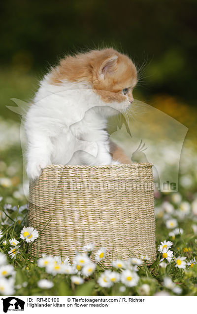 Highlander Ktzchen auf Blumenwiese / Highlander kitten on flower meadow / RR-60100
