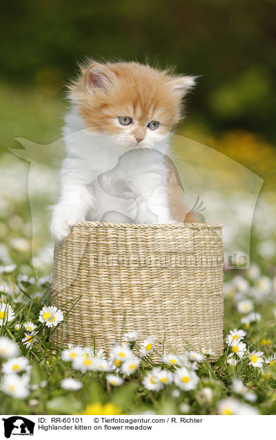Highlander Ktzchen auf Blumenwiese / Highlander kitten on flower meadow / RR-60101