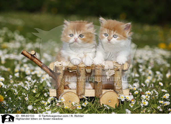 Highlander Ktzchen auf Blumenwiese / Highlander kitten on flower meadow / RR-60103