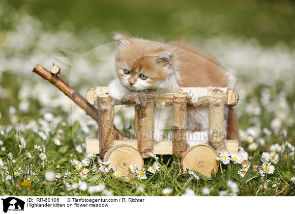 Highlander Ktzchen auf Blumenwiese / Highlander kitten on flower meadow / RR-60106