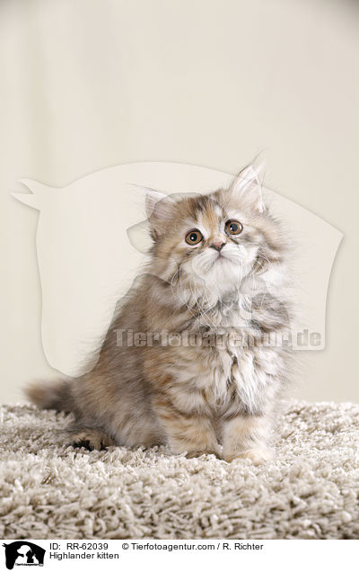 Highlander Ktzchen / Highlander kitten / RR-62039