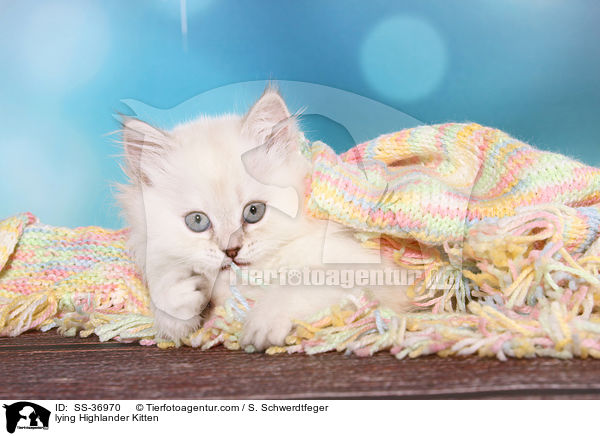 liegendes Highlander Ktzchen / lying Highlander Kitten / SS-36970