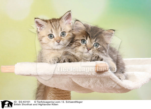 Britisch Kurzhaar und Highlander Ktzchen / British Shorthair and Highlander Kitten / SS-40161