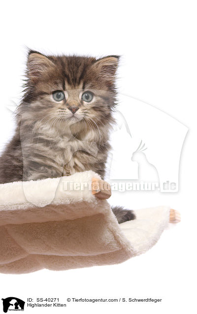 Highlander Ktzchen / Highlander Kitten / SS-40271