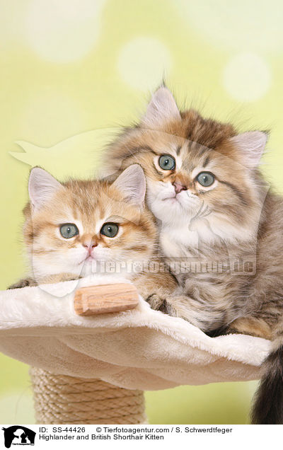 Highlander und Britisch Kurzhaar Ktzchen / Highlander and British Shorthair Kitten / SS-44426