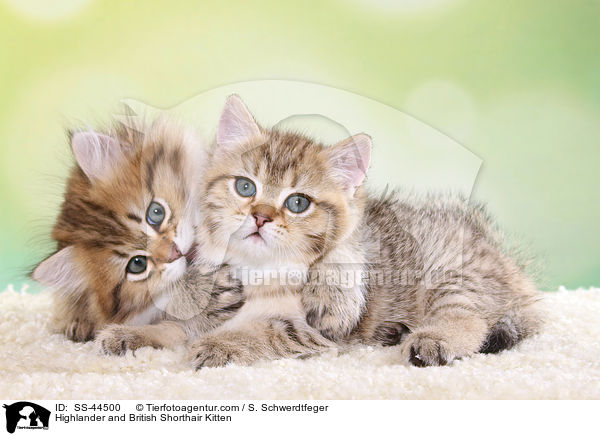 Highlander und Britisch Kurzhaar Ktzchen / Highlander and British Shorthair Kitten / SS-44500