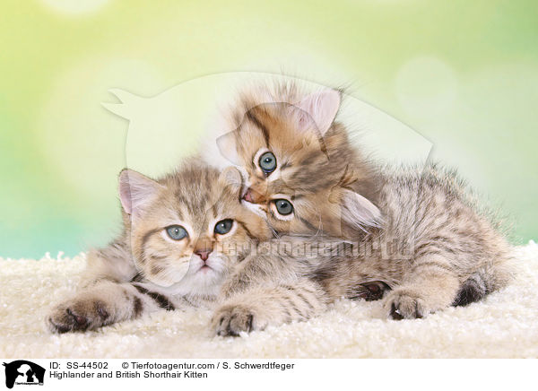 Highlander und Britisch Kurzhaar Ktzchen / Highlander and British Shorthair Kitten / SS-44502