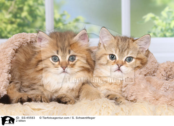 2 Ktzchen / 2 kitten / SS-45583