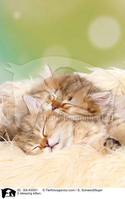 2 schlafende Ktzchen / 2 sleeping kitten / SS-45591