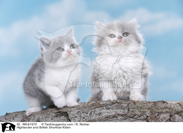 Britisch Langhaar und Britisch Kurzhaar Ktzchen / Highlander and British Shorthair Kitten / RR-81970