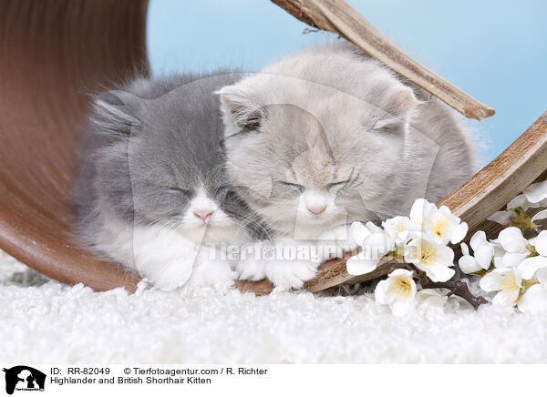 Britisch Langhaar und Britisch Kurzhaar Ktzchen / Highlander and British Shorthair Kitten / RR-82049