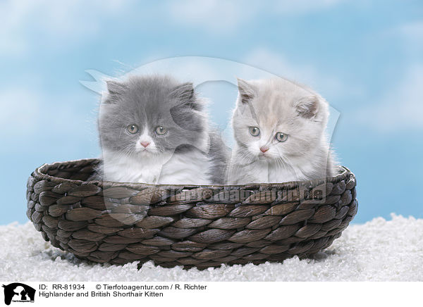 Britisch Langhaar und Britisch Kurzhaar Ktzchen / Highlander and British Shorthair Kitten / RR-81934