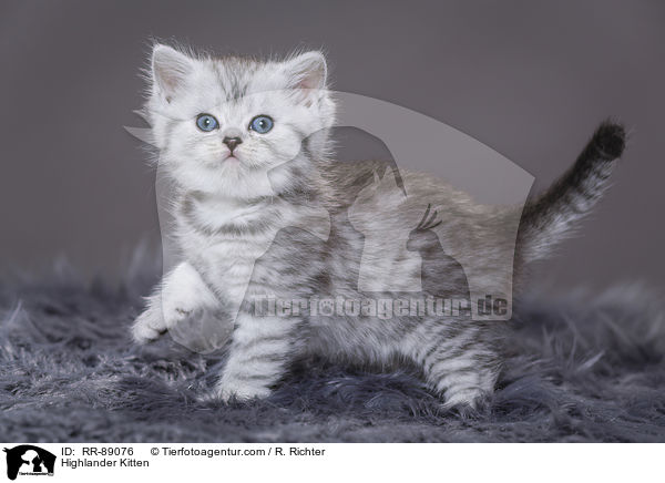 Highlander Kitten / RR-89076