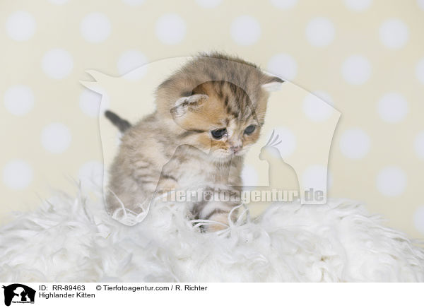 Highlander Ktzchen / Highlander Kitten / RR-89463