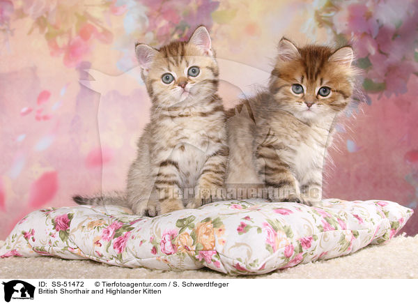 Britisch Kurzhaar und Highlander Ktzchen / British Shorthair and Highlander Kitten / SS-51472