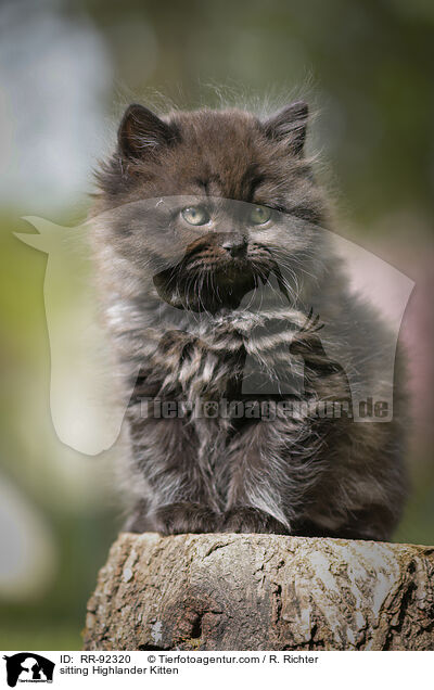 sitzendes Highlander Ktzchen / sitting Highlander Kitten / RR-92320