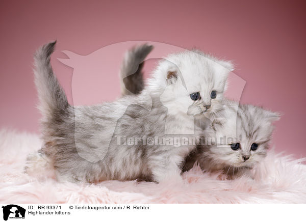 Highlander kittens / RR-93371