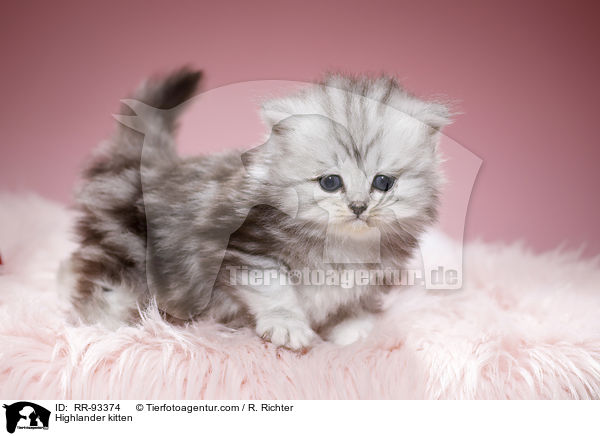 Highlander kitten / RR-93374