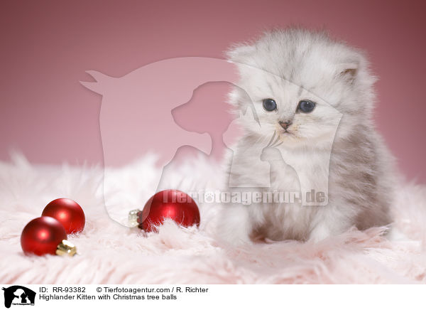 Highlander Kitten with Christmas tree balls / RR-93382