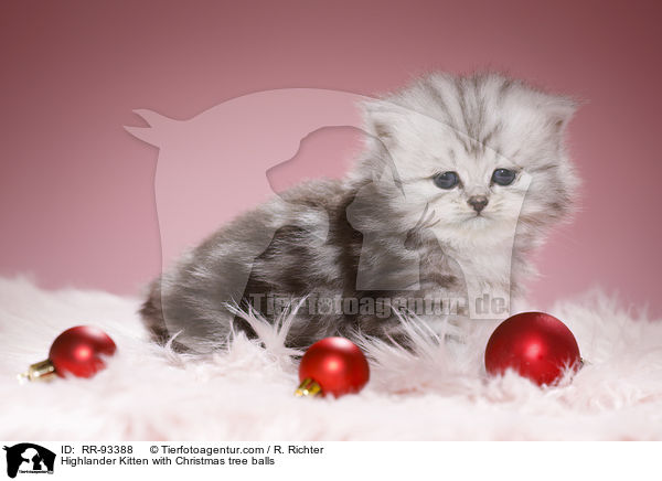 Highlander Kitten with Christmas tree balls / RR-93388