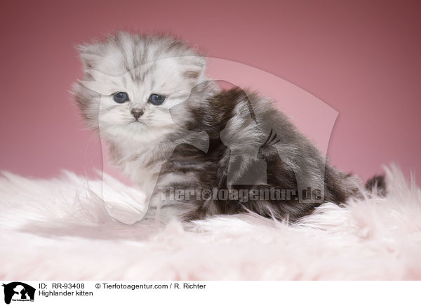 Highlander Ktzchen / Highlander kitten / RR-93408