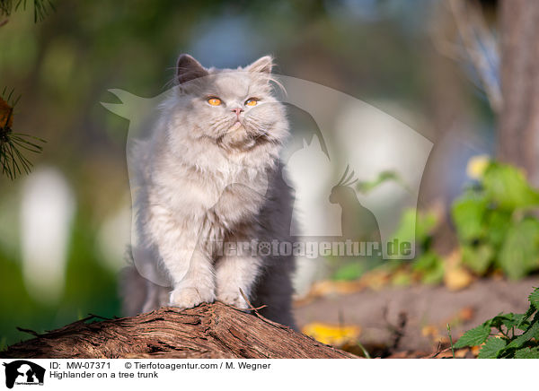 Highlander on a tree trunk / MW-07371