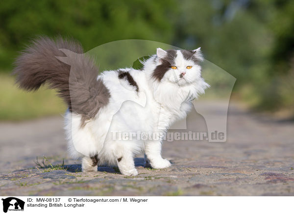 sitanding British Longhair / MW-08137