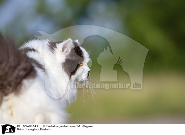 British Longhair Portrait / MW-08141