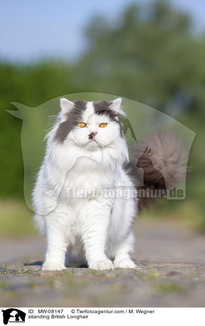 sitanding British Longhair / MW-08147