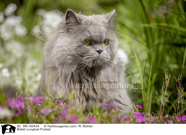 British Longhair Portrait / RR-100434