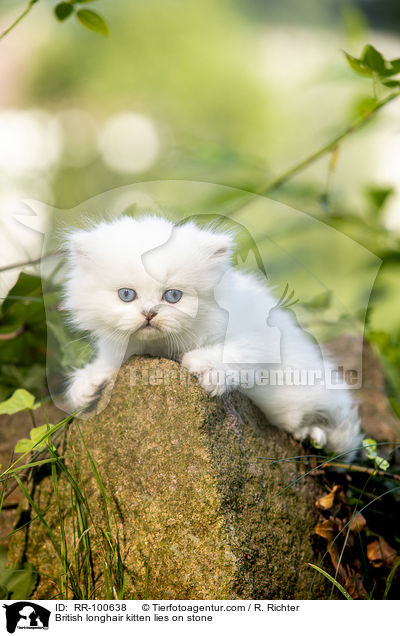 British longhair kitten lies on stone / RR-100638