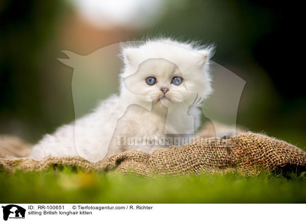 sitting British longhair kitten / RR-100651