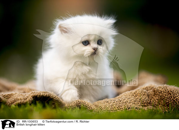 British longhair kitten / RR-100653