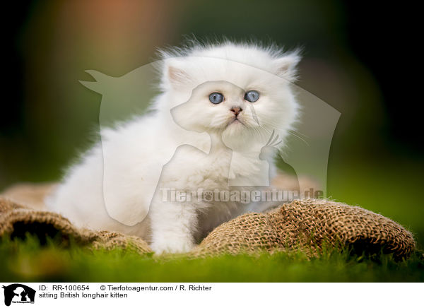 sitting British longhair kitten / RR-100654