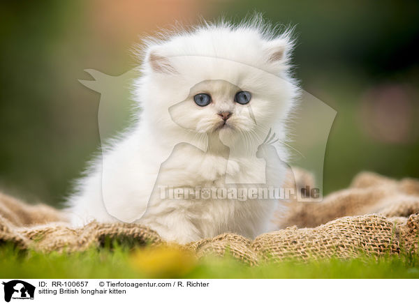 sitzendes Britisch Langhaar Ktzchen / sitting British longhair kitten / RR-100657