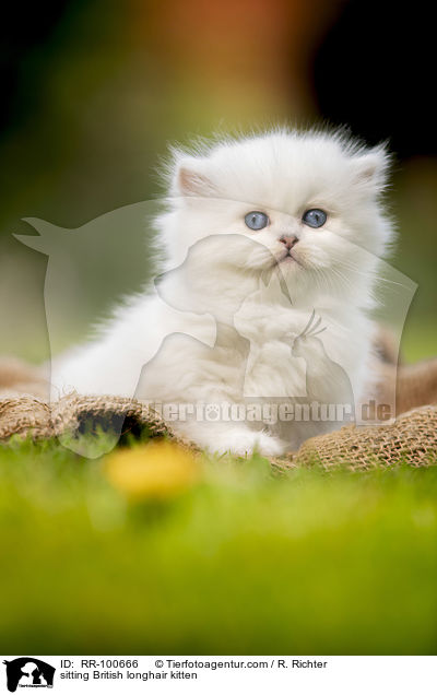 sitzendes Britisch Langhaar Ktzchen / sitting British longhair kitten / RR-100666