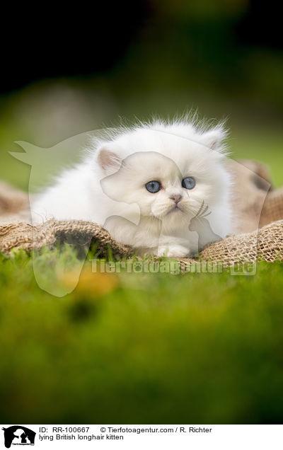 liegendes Britisch Langhaar Ktzchen / lying British longhair kitten / RR-100667