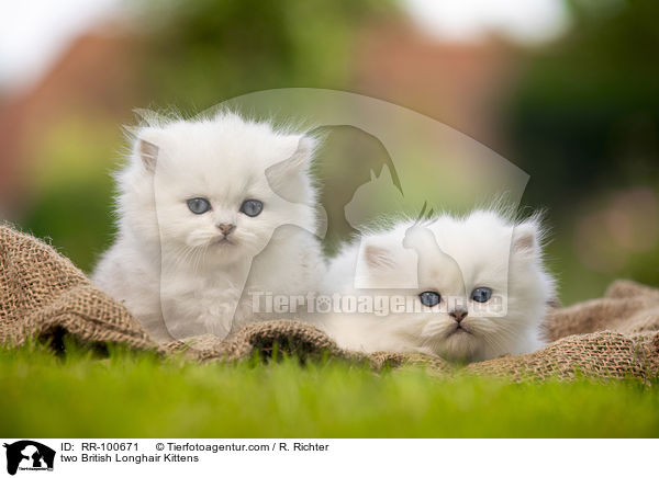 two British Longhair Kittens / RR-100671