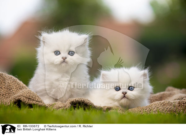 two British Longhair Kittens / RR-100672