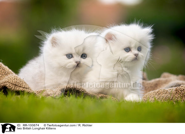 zwei Britisch Langhaar Ktzchen / two British Longhair Kittens / RR-100674