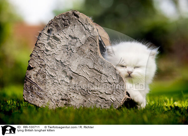 liegendes Britisch Langhaar Ktzchen / lying British longhair kitten / RR-100711