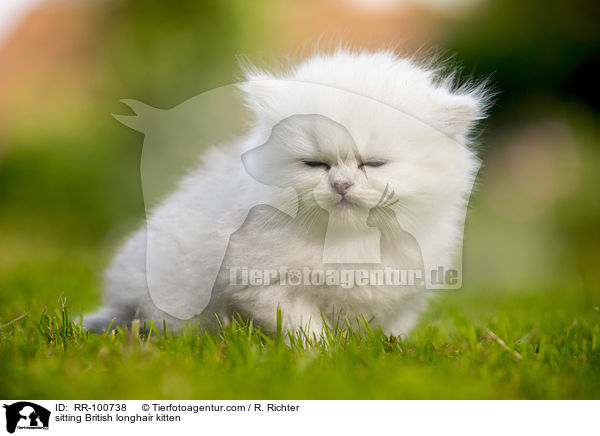 sitzendes Britisch Langhaar Ktzchen / sitting British longhair kitten / RR-100738