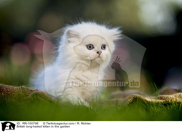Britisch Langhaar Ktzchen im Garten / British long-haired kitten in the garden / RR-100796