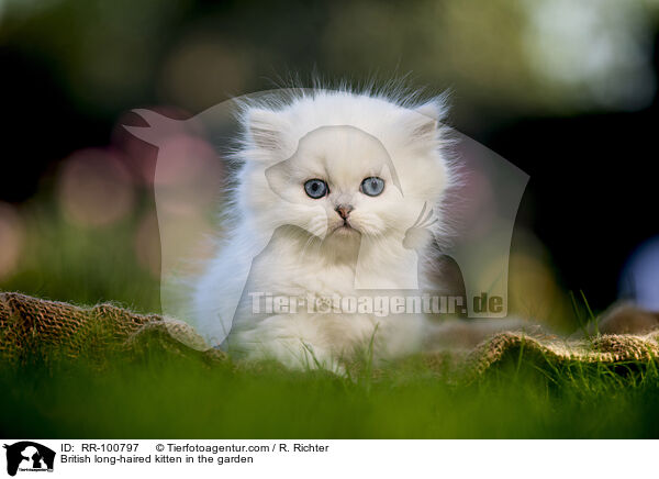 Britisch Langhaar Ktzchen im Garten / British long-haired kitten in the garden / RR-100797