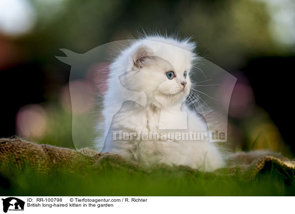 Britisch Langhaar Ktzchen im Garten / British long-haired kitten in the garden / RR-100798