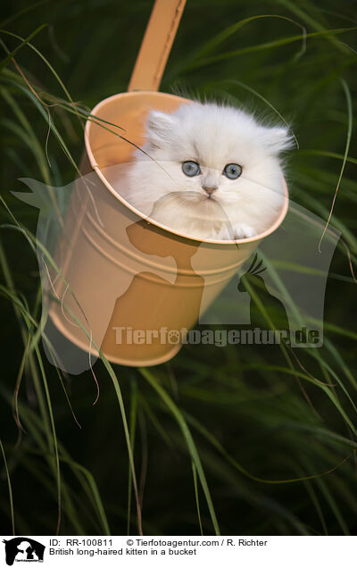 British long-haired kitten in a bucket / RR-100811