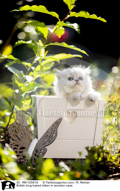 British long-haired kitten in wooden case / RR-100819