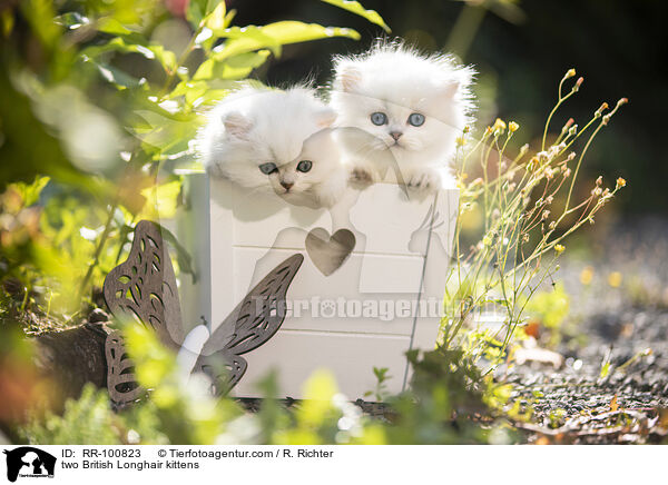 zwei Britisch Langhaar Ktzchen / two British Longhair kittens / RR-100823