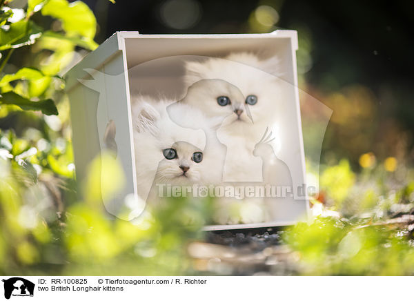 zwei Britisch Langhaar Ktzchen / two British Longhair kittens / RR-100825