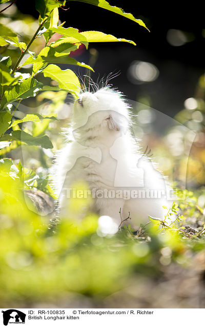 Britisch Langhaar Ktzchen / British Longhair kitten / RR-100835